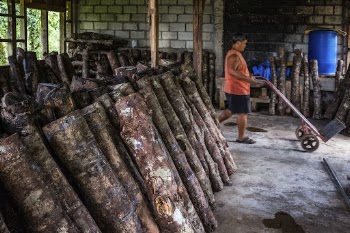 Logs in carpentry, Nueva Vizcaya, | Free Photo - rawpixel
