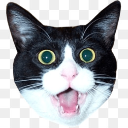 Lolcat PNG - Lolcats Invisible, Lolcat Work, Lolcats Happy ...