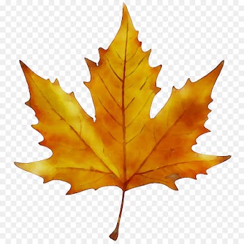 London plane Tree American sycamore Suzu Bell -  