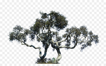 Lone Cypress Oak Tree Cupressus Portable Network Graphics ...