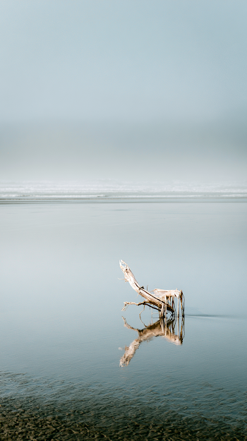 Lone Driftwood on Tranquil Coastal Sand