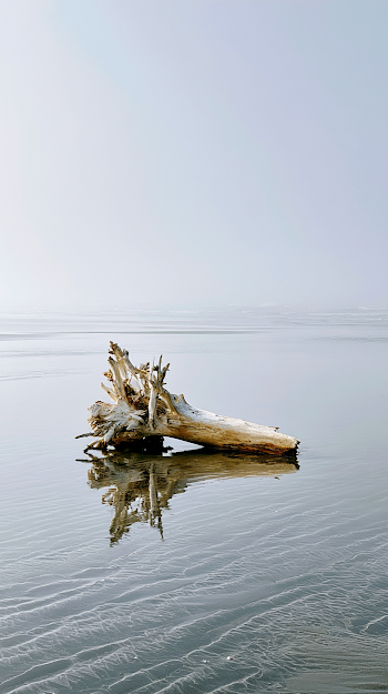 Lone Driftwood on Tranquil Coastal Sand
