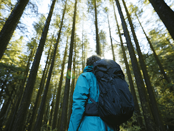 Lone Hiker in a Serene Pine Forest