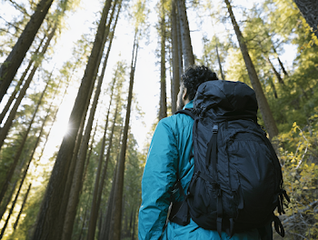 Lone Hiker in Serene Pine Forest