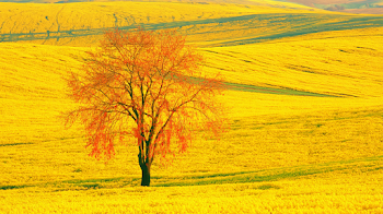 Lone Leafless Tree Among Blooming Rapeseed Fields