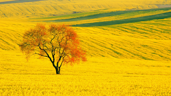 Lone Leafless Tree in Blooming Yellow Rapeseed Field