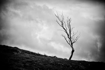 lone_tree_2_bw.jpg