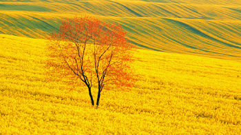 Lone Tree Amidst Blooming Yellow Rapeseed Fields