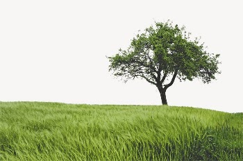 Lone tree border, grass field | Free PSD - rawpixel