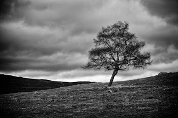 lone_tree_bw.jpg