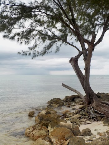 Lone Tree by the Shore