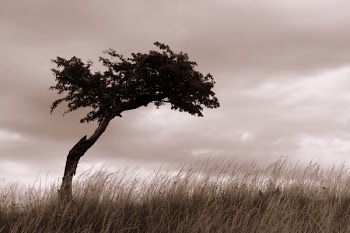 lone_tree_h.jpg