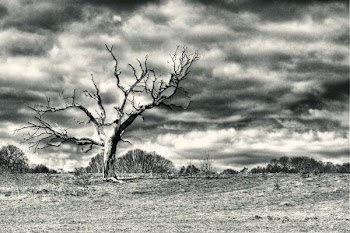 lone_tree_on_heath.jpg