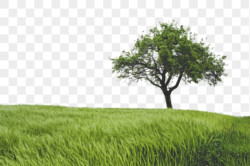 Lone tree png border, grass | Free PNG - rawpixel