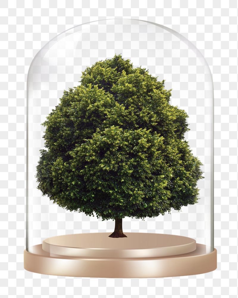 Lone tree png glass dome | Free PNG - rawpixel