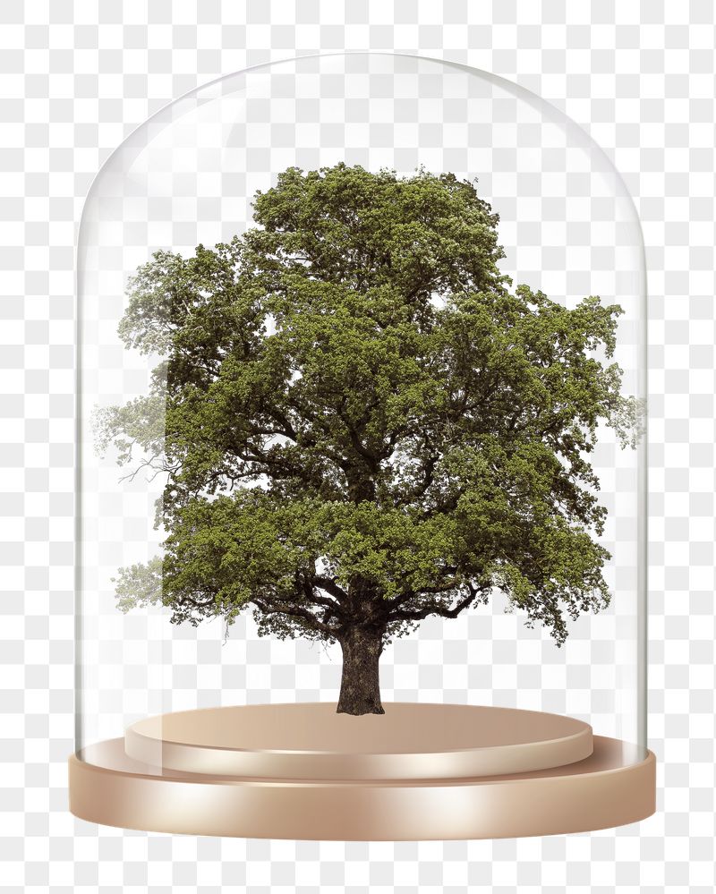 Lone tree png glass dome | Free PNG - rawpixel