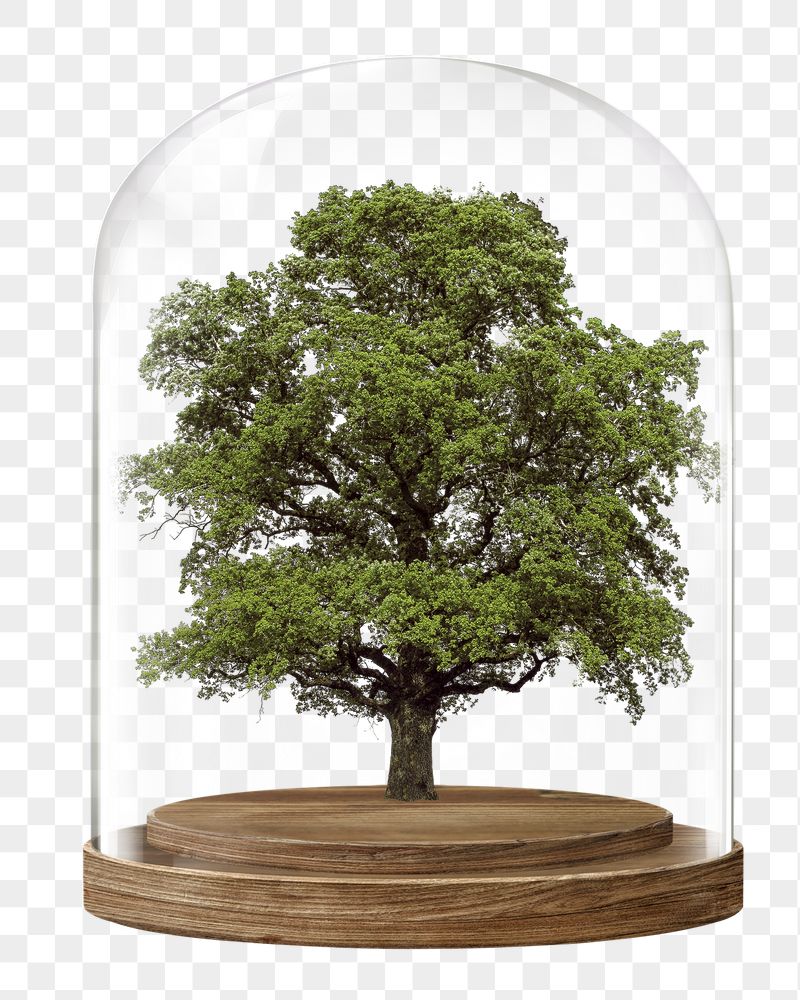 Lone tree png glass dome | Free PNG - rawpixel