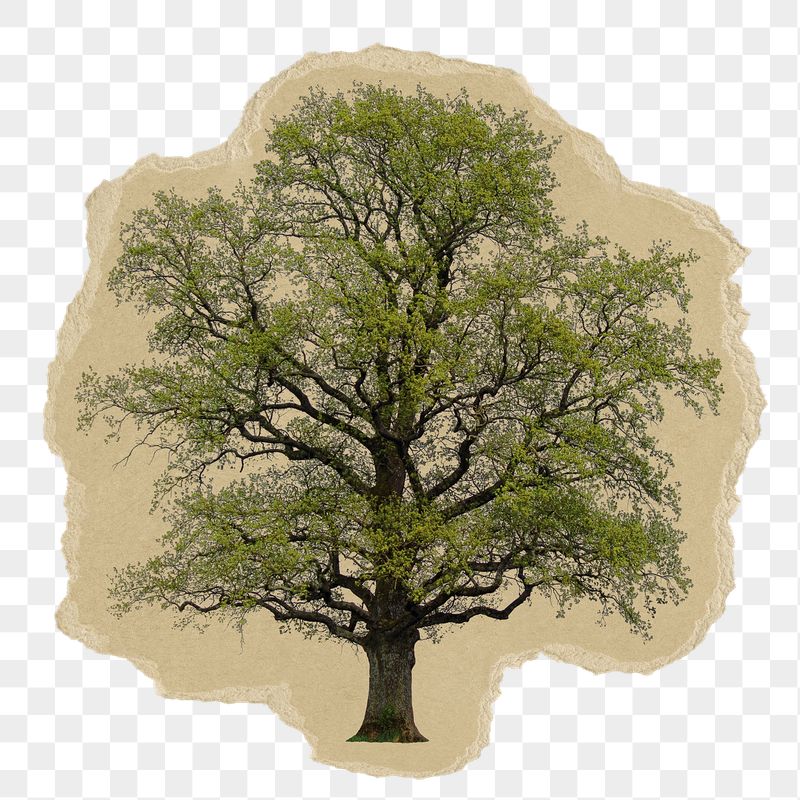 Lone tree png sticker, ripped | Free PNG - rawpixel