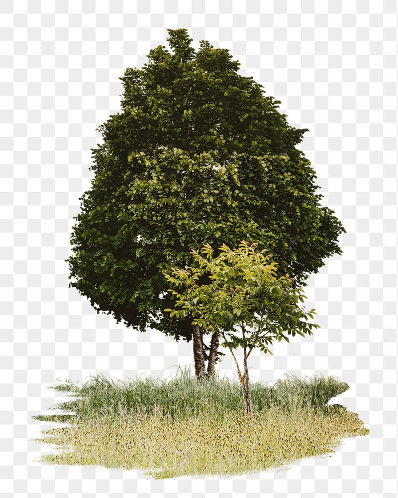 Lone tree png sticker, transparent | Free PNG - rawpixel
