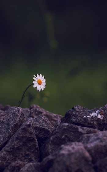 Lonely Daisy on Rocky Outcrop