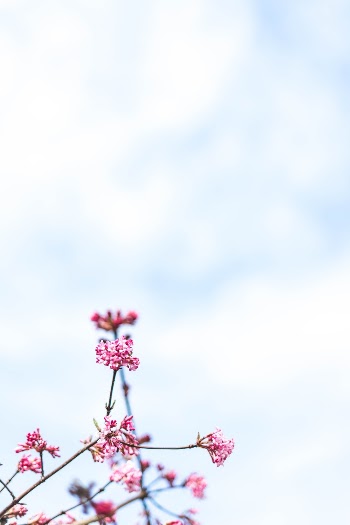 Lonely plants pt.1