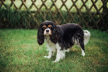 Long Coated Black And White Dog At The Lawn