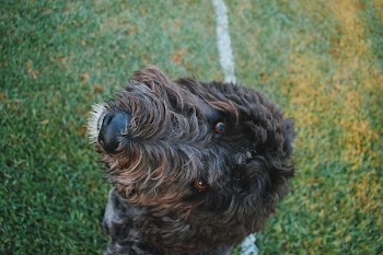 long-coated black dog on lawn