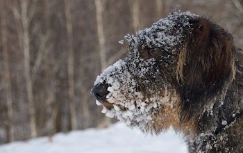 Long-coated Brown and Black Dog