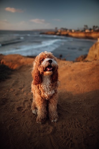 Long Coated Brown Dog