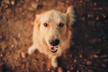 Long-coated Brown Dog