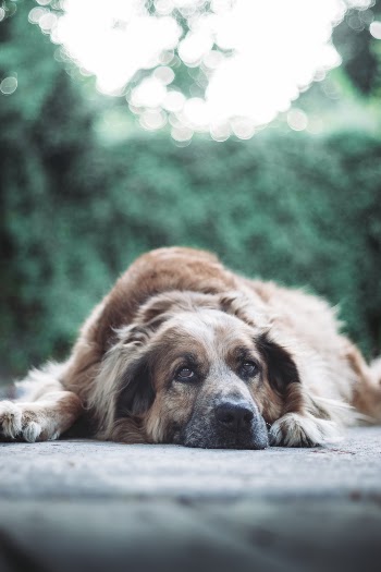 Long-coated Brown Dog