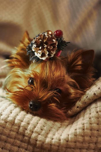 Long-coated Brown Dog