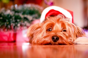 Long-coated Brown Dog Lying on Floor