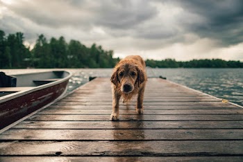 Long-coated Brown Dog on Wooden Dock