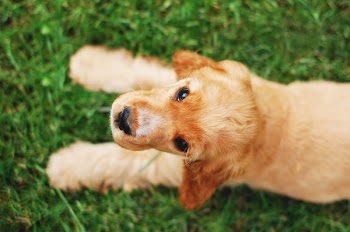 Long-coated Brown Puppy Lying on Grass Field