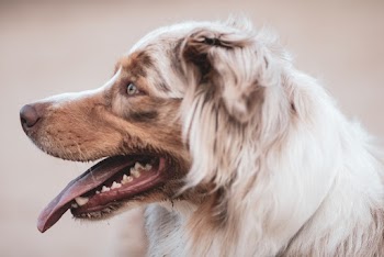 Long Coated Dog 
