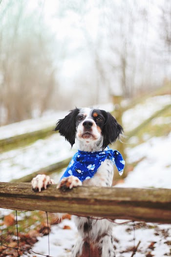 Long-coated Dog Hang on Wooden Fence Selective Focus Photography