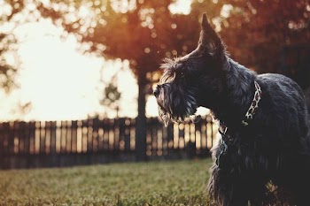 long-coated dog standing on grass during daytime