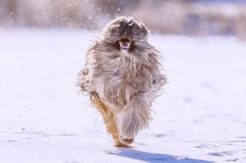 long-coated tan dog walking on snow during daytime
