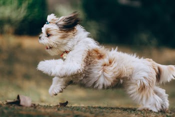 Long-coated White and Brown Dog