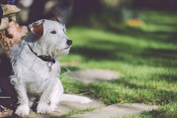Long-coated White and Tan Dog Lying on the Green Grass Field