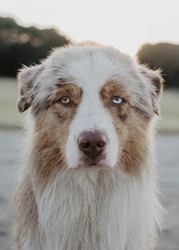 long-coated white and tan dog on selective focus photography