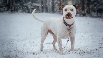 long-coated white dog