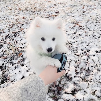Long-coated White Dog