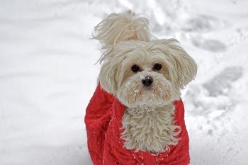 Long-coated White Dog With Red Coat on Snow