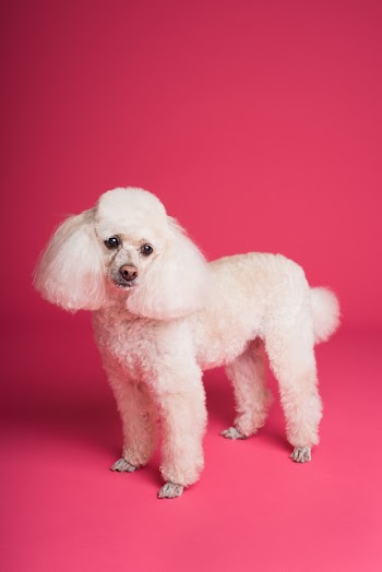 Long-coated White Poodle