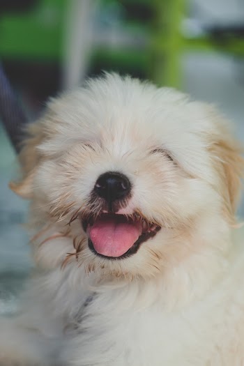 Long Coated White Puppy
