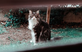 Long-fur Black and White Cat Sitting on Grass