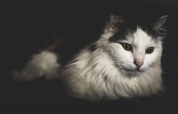 Long-fur White and Black Cat