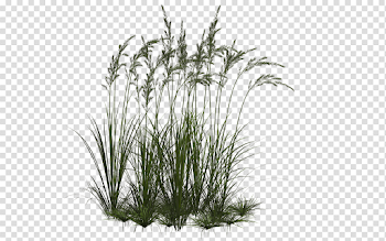 Long Grass PNG Download Image